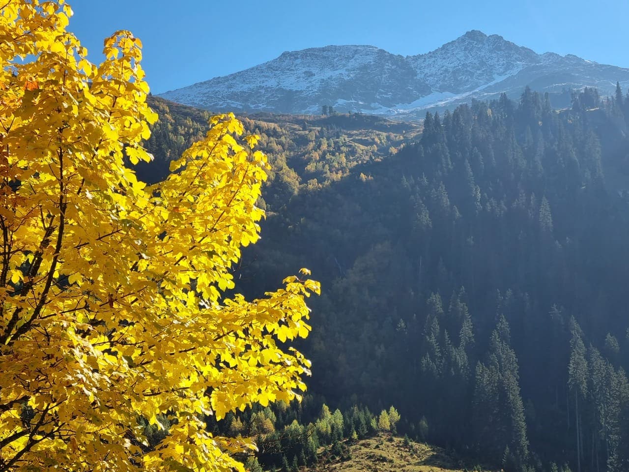 Leuchtend gelber Baum im Vordergrund mit einer Gebirgslandschaft und schneebedeckten Gipfeln unter einem klaren blauen Himmel.